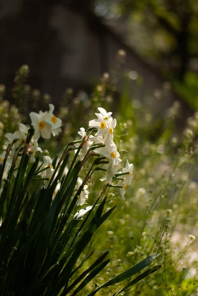 Zbliżenie Białe Kwiaty — Zdjęcie stockowe