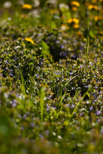 Schöne Grüne Wiese Mit Blumen Natürlicher Hintergrund Mit Weichem Fokus — Stockfoto