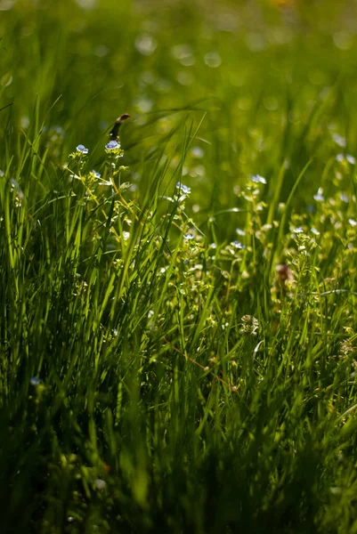 Wybiórcze Ujęcie Trawy Zielonej Łące — Zdjęcie stockowe