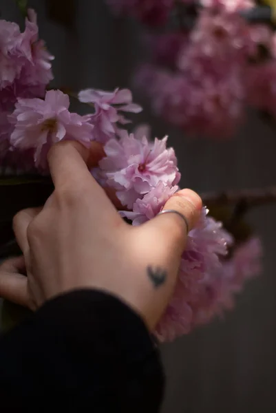 Närbild Kvinnas Hand Håller Blomma — Stockfoto