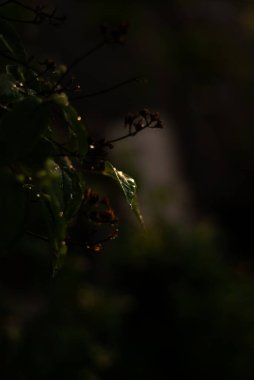 Güzel botanik fotoğrafı, doğal duvar kağıdı. 