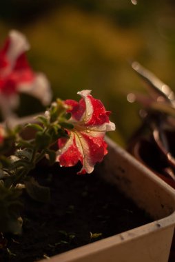 Bahçedeki güzel çiçekler 