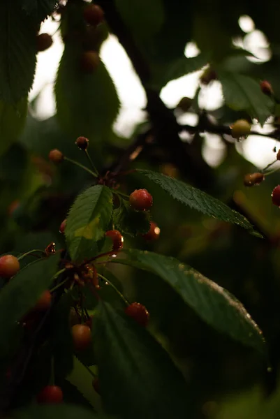 stock image ripe cherry berries on a tree 