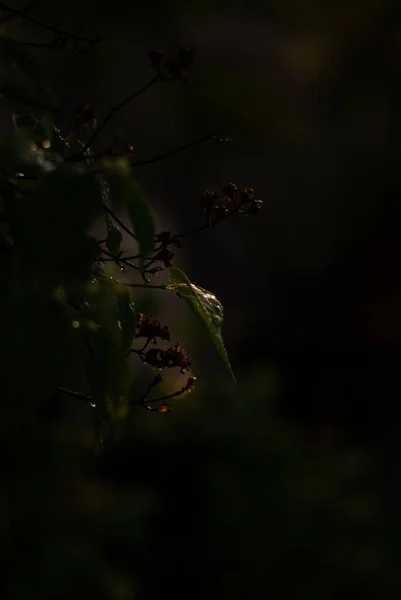 Gröna Löv Skogen — Stockfoto