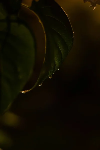 葉に水滴がつく — ストック写真