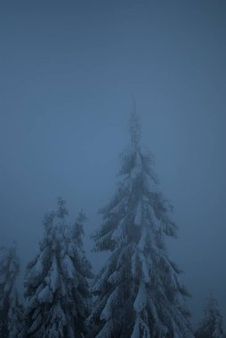 Dağlardaki sisli ağaçların karlı dallarının görüntüsü