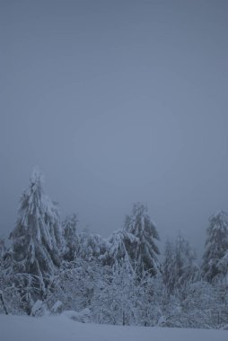 Kışın sisli dağlarda karlı ağaçların manzarası
