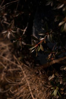 Gün batımında yeşil bitkileri dağlarda görmek