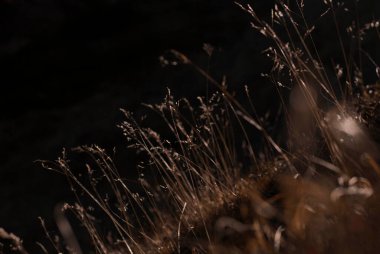 Gün batımında dağlarda kurumuş bitkilere bak.