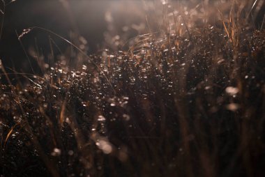 Gün batımında dağlarda kurumuş bitkilerin görüntüsü