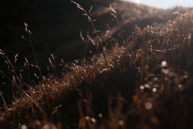 Gün batımında kurumuş bitkilerin görüntüsü 