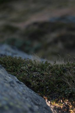 Dağlarda, güneş ışığında yosunlara bak.