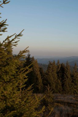 Gün batımında gökyüzünü dağların üzerinden köknar ağaçlarıyla seyret