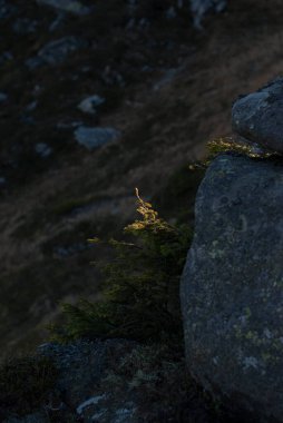 Gün ışığında dağlardaki taşların görüntüsü