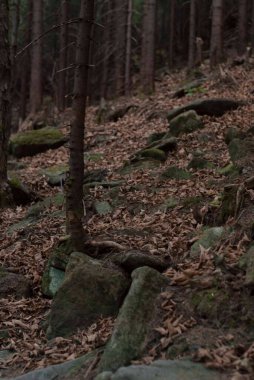 Ormandaki taşlı yol, dağlardaki güneş ışığı...