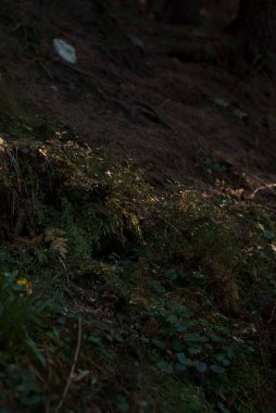 Dağlardaki ormanların zeminini kapatın.