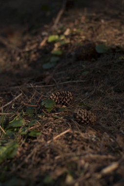 Dağlardaki ormandaki zemin manzarası