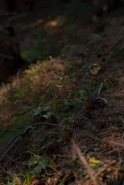 Sonbaharda ormandaki köknar ağaçlarının manzarası dağlarda güneş ışığı...