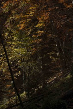 Sonbaharda, günbatımında, dağlarda, köknar ağaçlarıyla ormanı seyret.