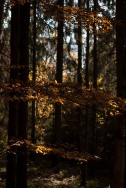 Sonbaharda köknar ağaçları ve günbatımında gün batımında dağlarda orman manzarası
