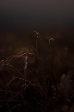 Doğanın güzel manzarası