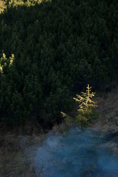 View of green trees in smog in mountains