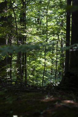 Sabahın erken saatlerinde orman