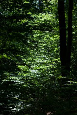 İlkbaharda ağaçlı orman