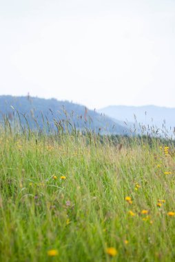 Gökyüzü ve bulutların arka planında yeşil çimenler ve çiçekler.