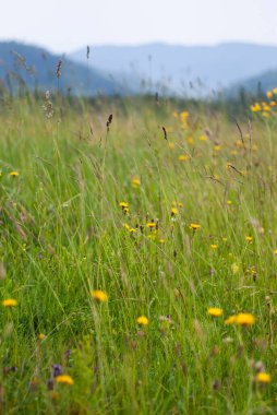 Çiçek tarlası ve bulutlu gökyüzü olan güzel bir manzara.