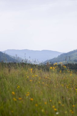Arkasında yeşil bitkiler ve dağlar olan yaz manzarası