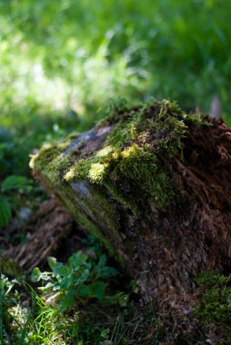 bir ağaç kütüğü üzerinde yeşil yosun