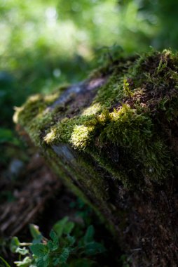 bir ağaç kütüğü moss