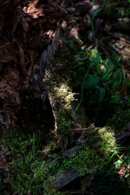 Ormanda yosun, bitki örtüsü