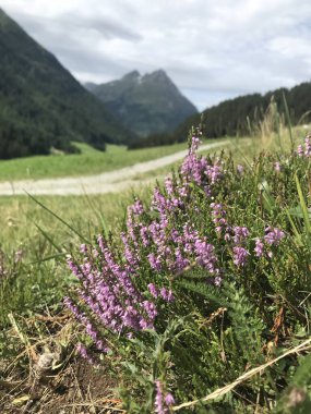 Dağlarda mor çiçekler