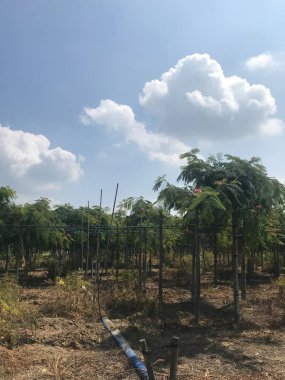 Doğanın güzel manzarası