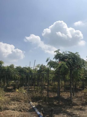 Doğanın güzel manzarası