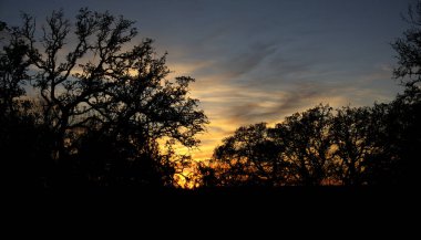 Dusk at Tree Silhouette