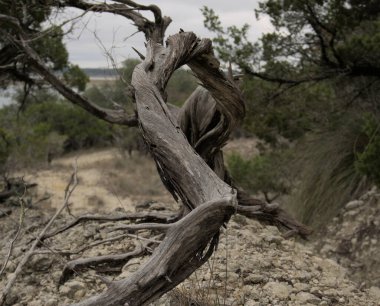 warped branch of a tree