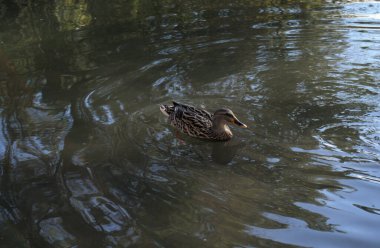 ducks in or on water or on the shore