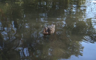 ducks in or on water or on the shore