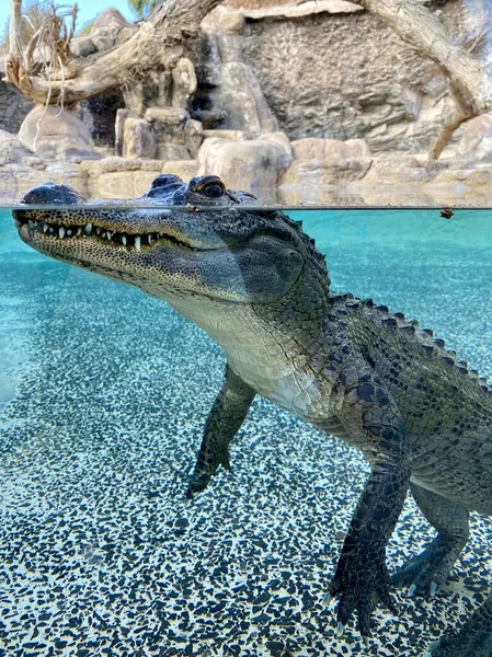 Крокодилы Аквапарке — стоковое фото