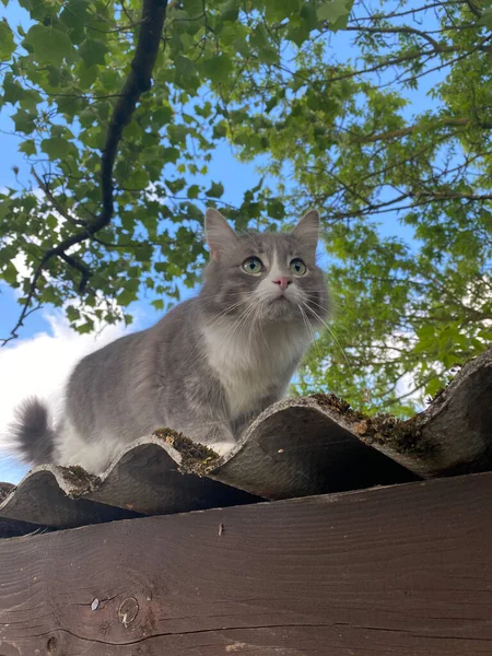 Кошка Залезает Крышу — стоковое фото