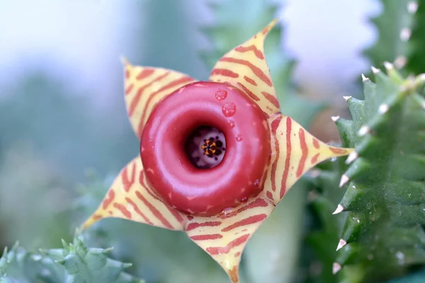 Huernia zebrina kaktüsü - donut çiçeği