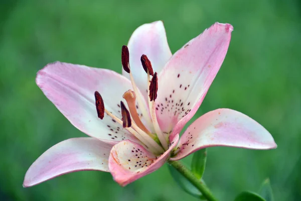 Lili çiçeği Lilium Liliaceae bahçe bitkisi