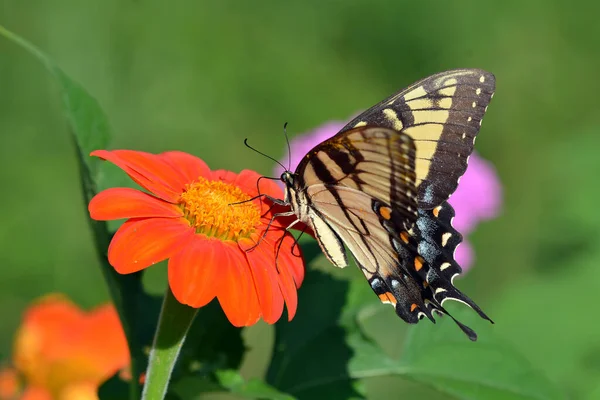 Papilio glaucus doğu kaplanı Tithonia çiçeğinde kelebek yutar.