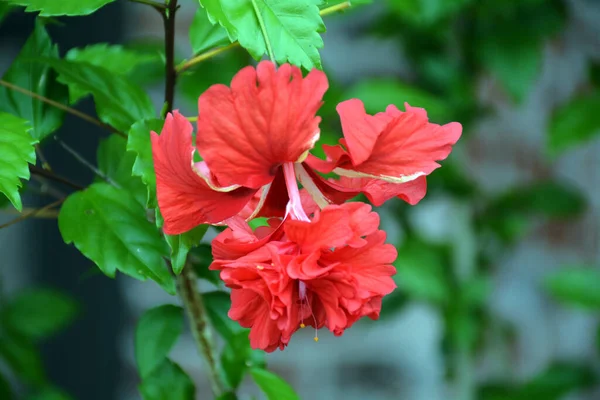 Hibiscus rosa-sinensis Güzel kırmızı çiçek yakın plan
