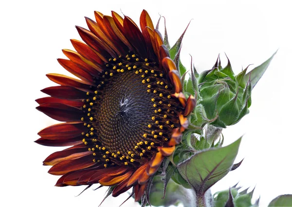 Helianthus annuus ayçiçeği çiçek açtı.