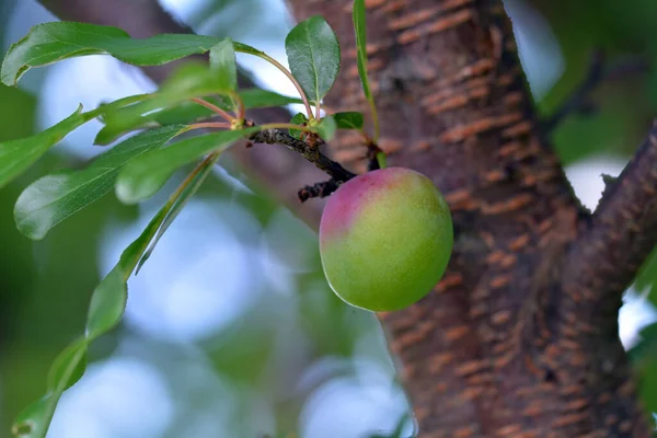 A beautiful unripe plum fruit on tree - Prunus cerasifera