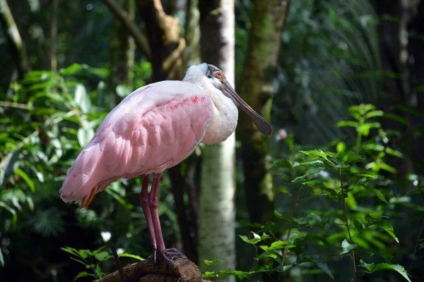 A roseate spoonbill resting on a tree log in a south american bird park